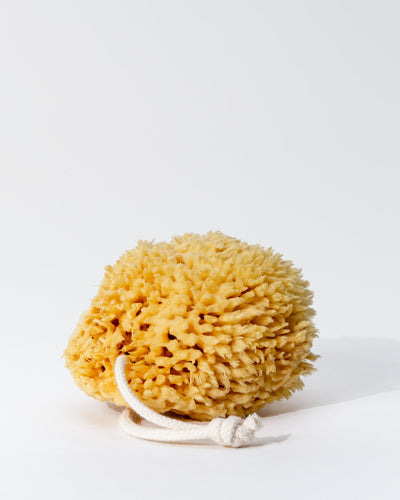 Natural Sea Wool Sponge by Firsthand Supply
