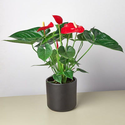 Anthurium 'Red' by House Plant Shop